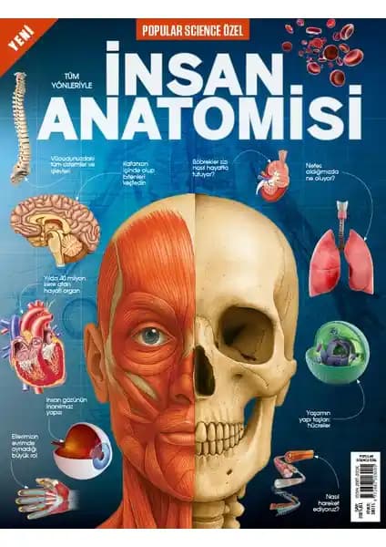 İnsan Anatomisi ve Vücut Sistemlerinin Temel İşlevleri Hakkında Kapsamlı Bilgi