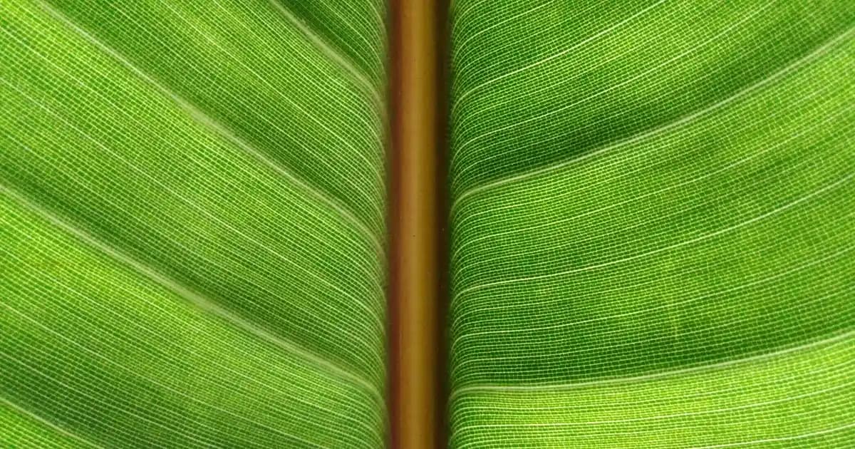 Çeyizlik Makyaj Kutusu: Fonksiyonellik ve Tasarımın Genel Değerlendirmesi