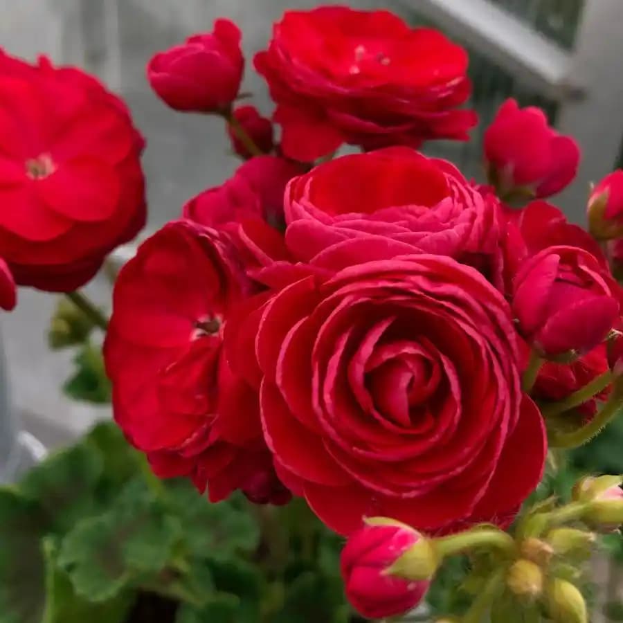 Gül Sardunya ile Ev Dekorasyonunda Doğallık ve Estetik Uyumu Sağlama