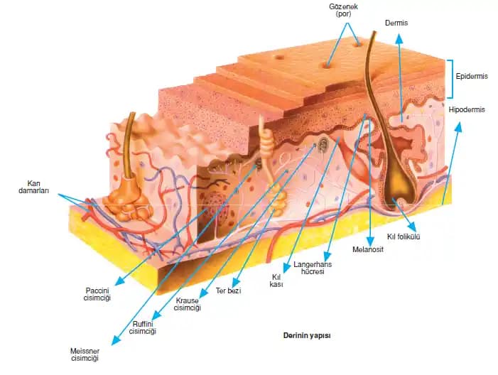 Tam Tahıl Deri Reclinır Kanepe Seçimi, Özellikleri ve Satın Alma Rehberi