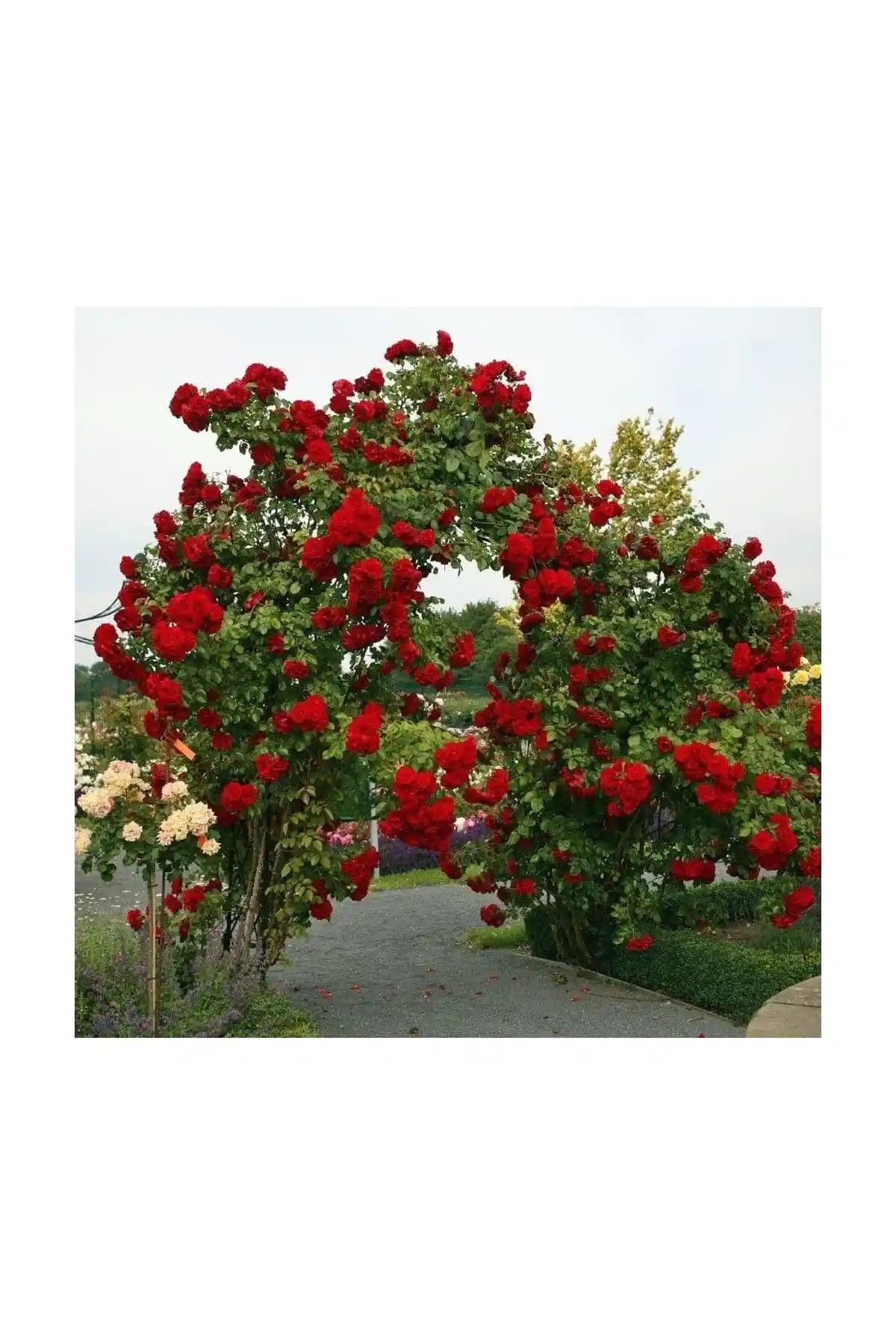 Bahçe İçin Mimoza Kırmızı Yediveren ve Çilek Fidesi Karşılaştırması