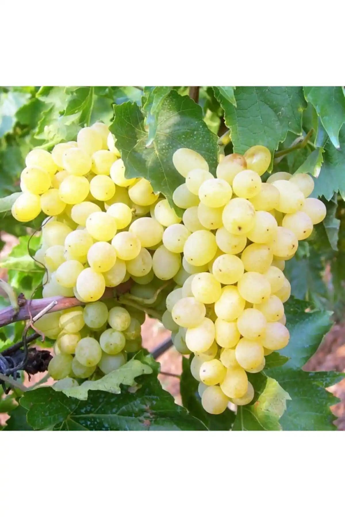 Bahçenizde Üzüm Yetiştiriciliği İçin K-7 ve Sultaniye Fidanlarının Karşılaştırması