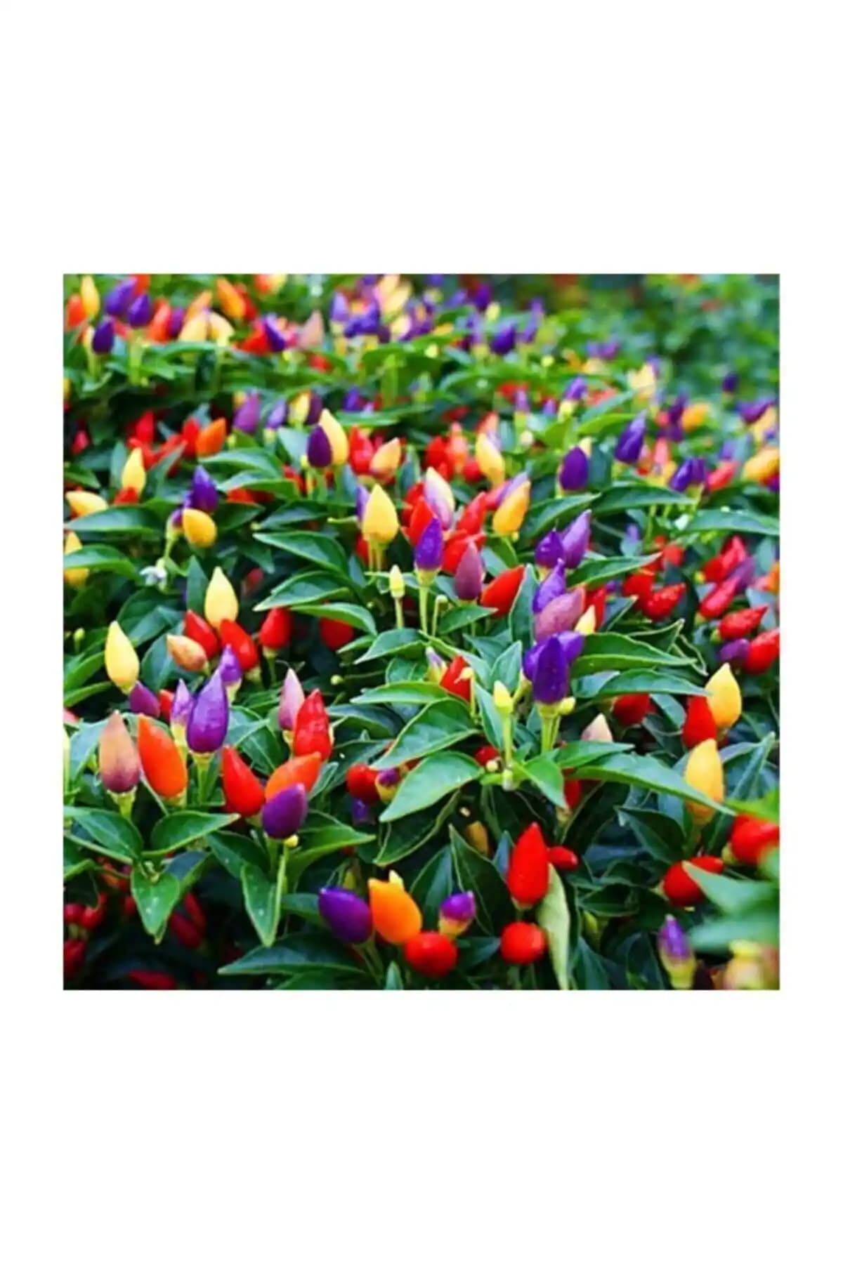 Çam Tohumculuk Yediveren Acı Süs Biberi ile Patika Botanik Kaliforniya Biber Tohumu Karşılaştırması