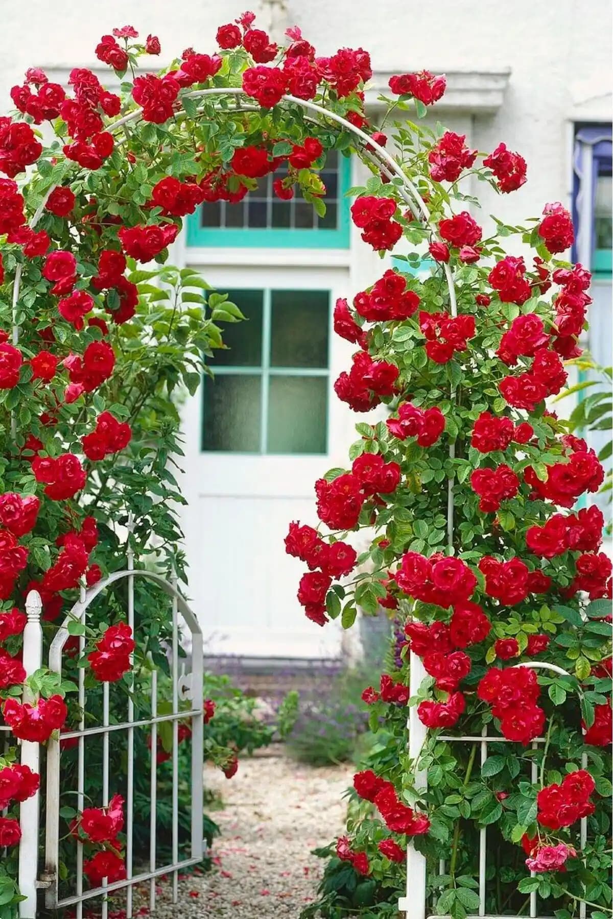 ÇİÇEKFLİX Gül Fidesi Karşılaştırması: Kırmızı ve Pembe Güllerin Özellikleri ve Bakımı