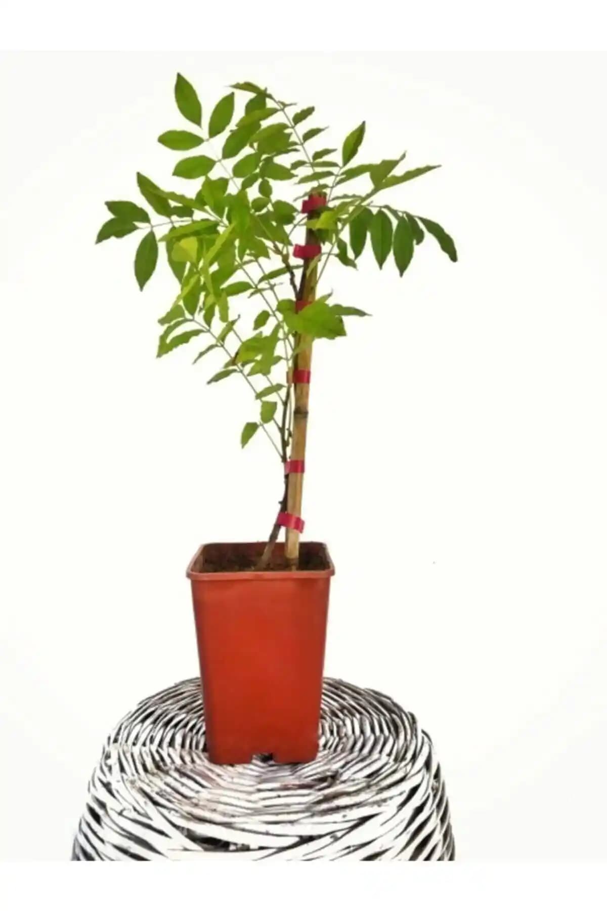 Mor Salkım ve Çin Morsalkım Karşılaştırması: Bahçe İçin En Uygun Seçenekler