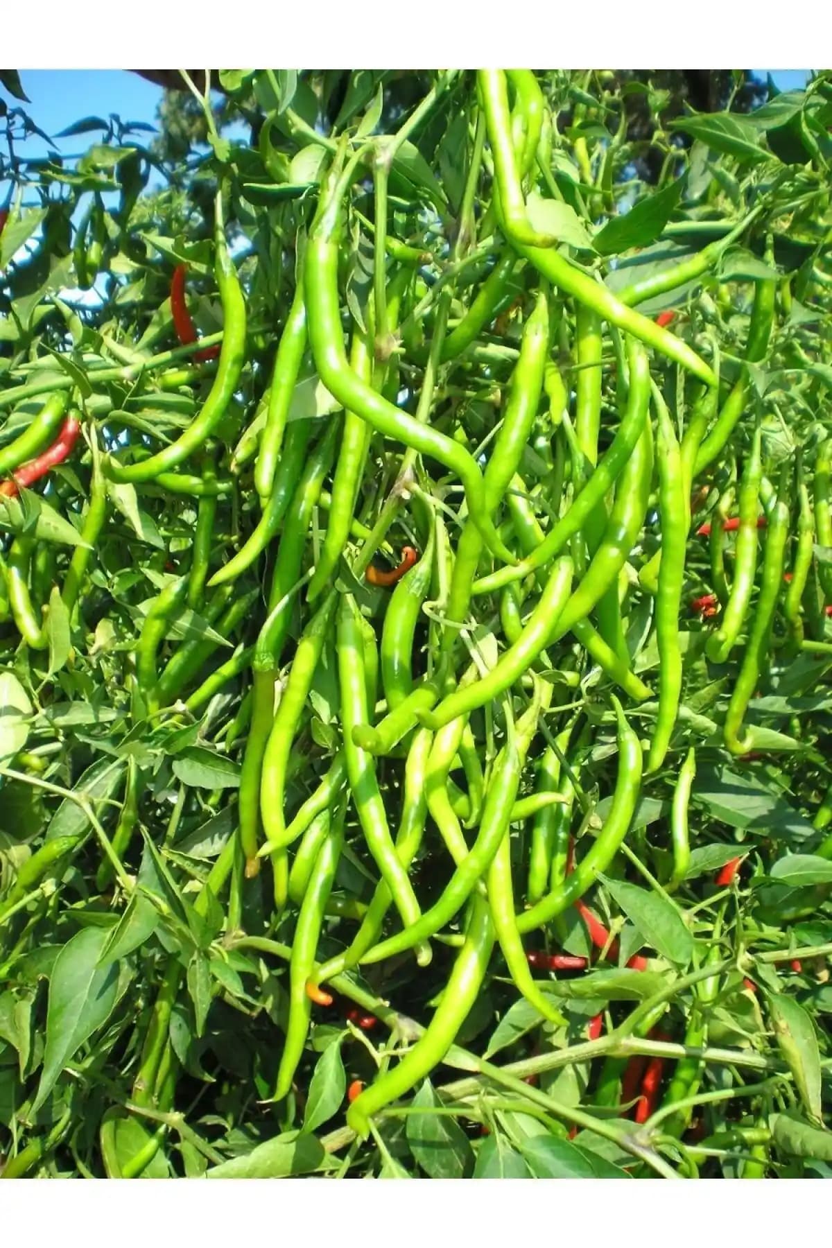 Ata tohumu ile doğal ve organik sebze yetiştirme rehberi