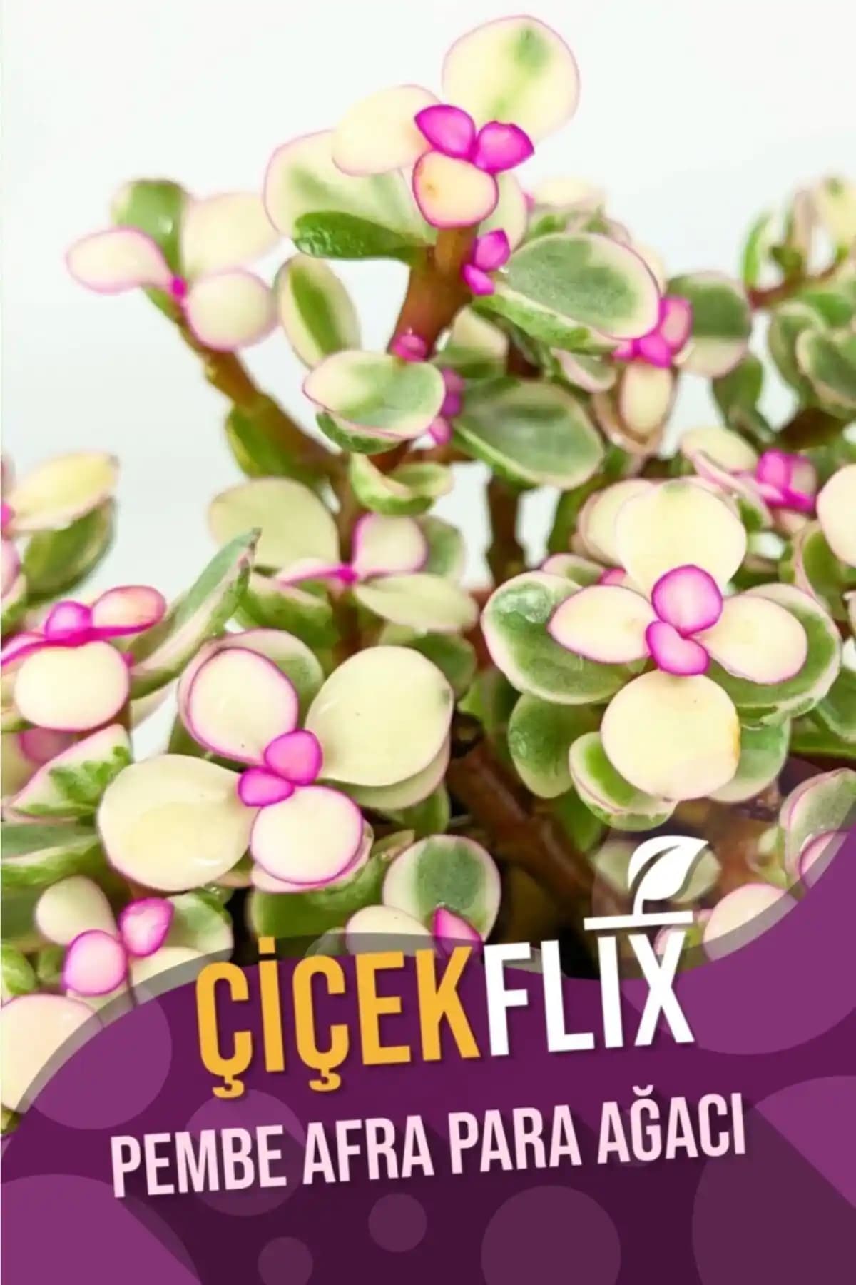 ÇİÇEKFLİX Alacalı Pembe Çiçek Açan Afra Para Ağacı Mini Boy 5.5 cm ile Dekorasyonunuzu Güzelleştirin