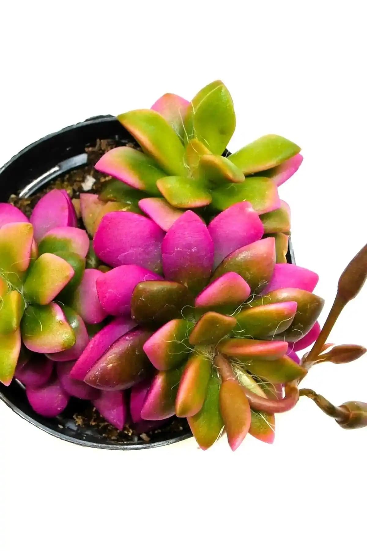 ÇİÇEKFLİX Joktuğ Kaktüs Sukulent: Renk Değiştiren, Bakımı Kolay ve Dekoratif Mini Bitki