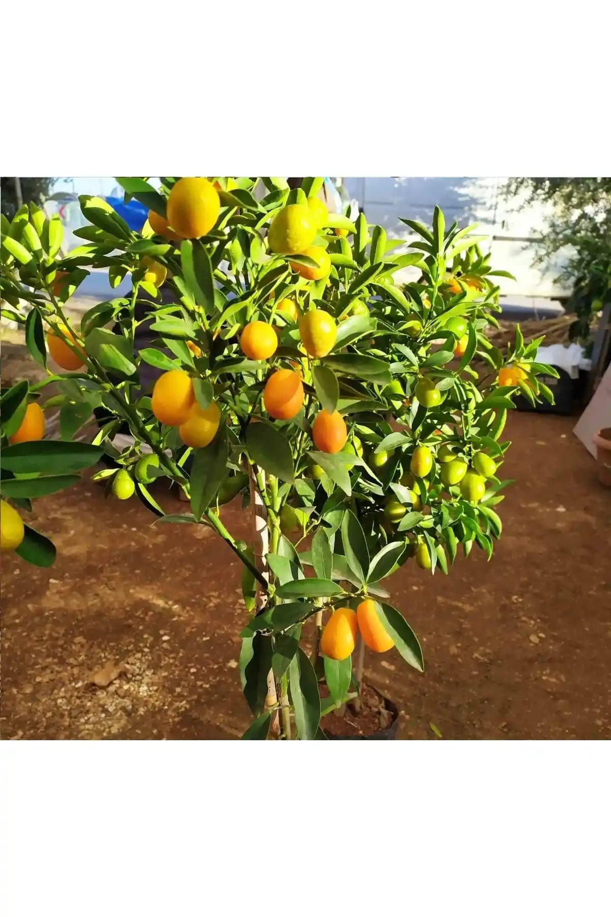 Damla Su Çiçek Kamkat Fidanı: Sağlıklı ve Bol Meyve Veren Genç Ağaç