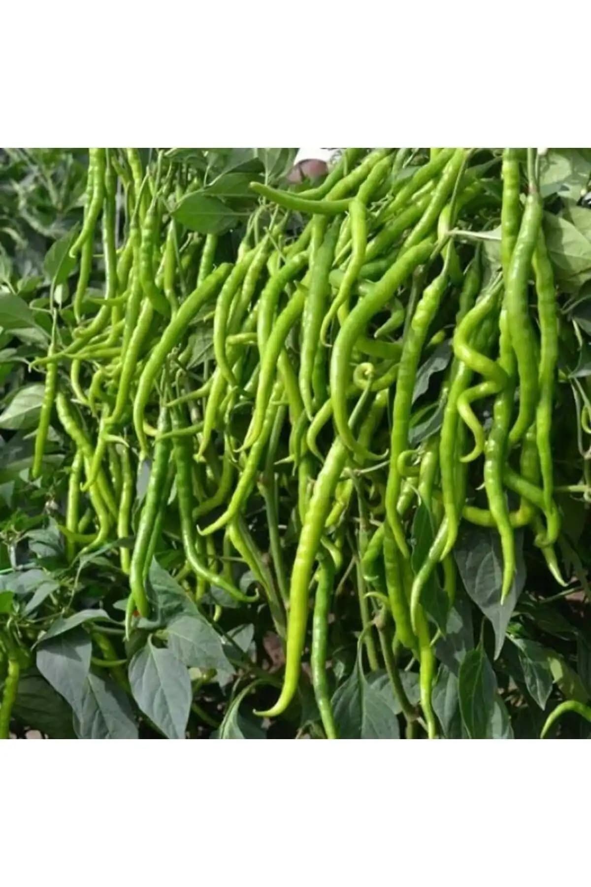 Gardenya Tohumculuk Organik Tatlı Kıl Biber Fidesi Seti Yüksek Verim ve Dayanıklılık