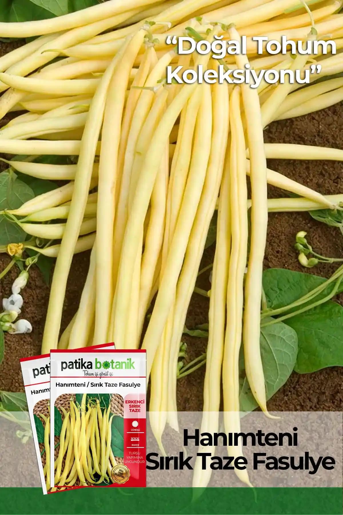 Hanımteni Fasulye Tohumu: Yüksek Verim ve Kolay Yetiştirme İçin Uygun Seçenek