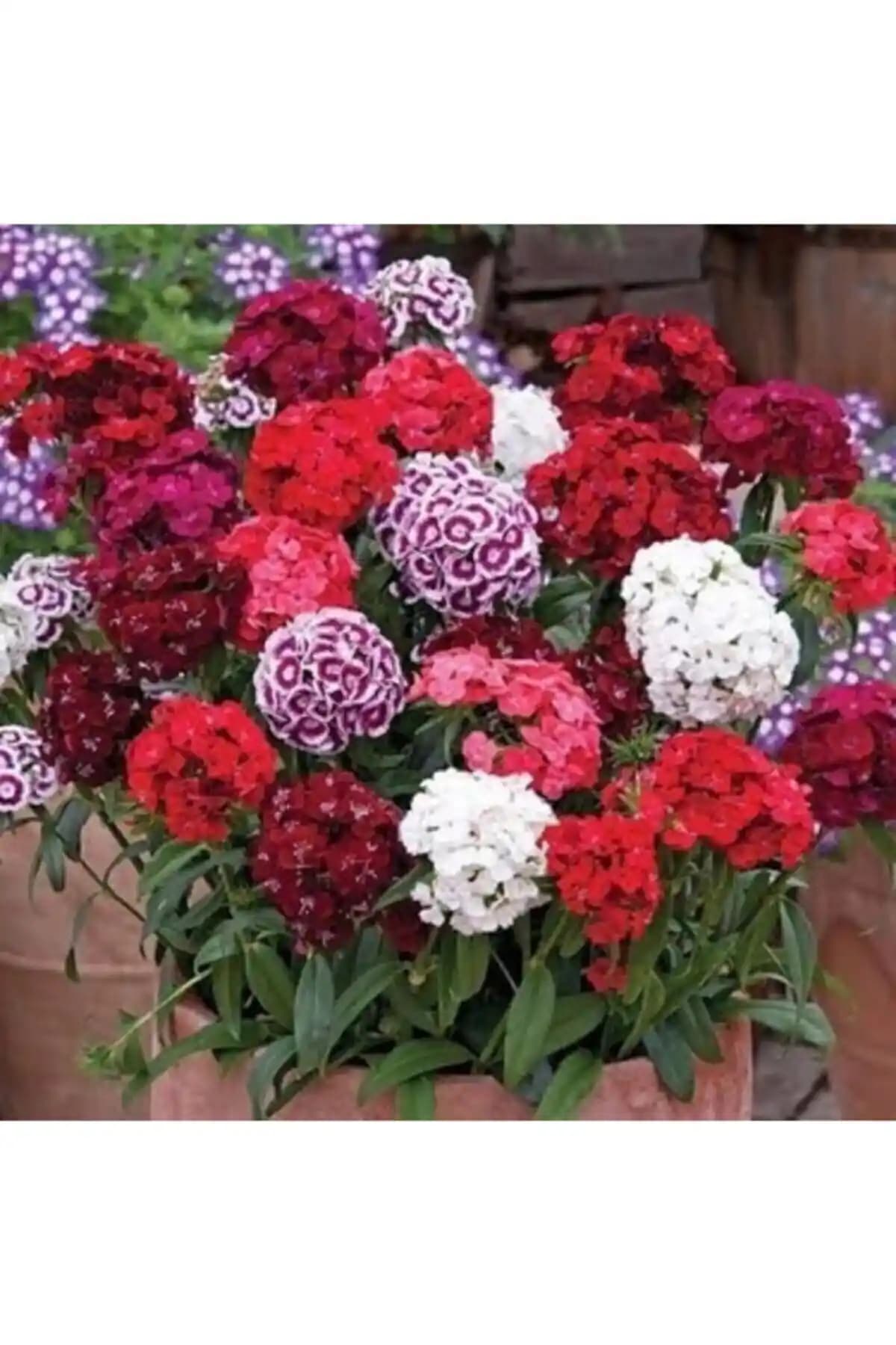 Hüsnüyusuf Çiçeği Tohumu ile Bahçenize Renkli ve Doğal Bir Dokunuş Sağlayın