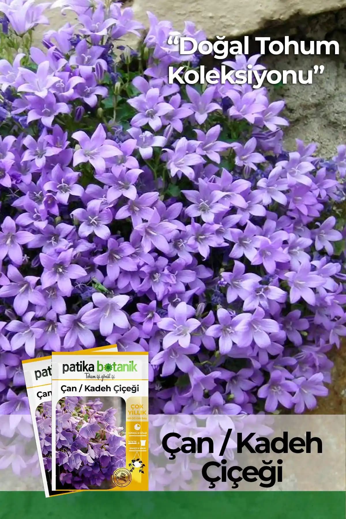 Patika Botanik 100 Adet Çan Kadeh Çiçek Tohumu Doğal Güzellikleri Evinize Taşıyın