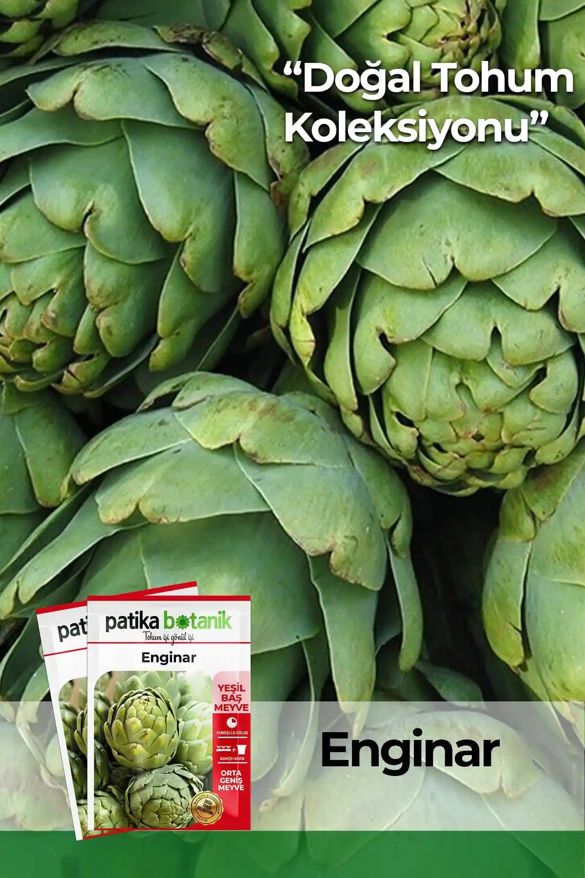 Patika Botanik 20 Adet Enginar Tohumu Doğal Bahçe Güzelliği ve Yüksek Verim İçin Uygun