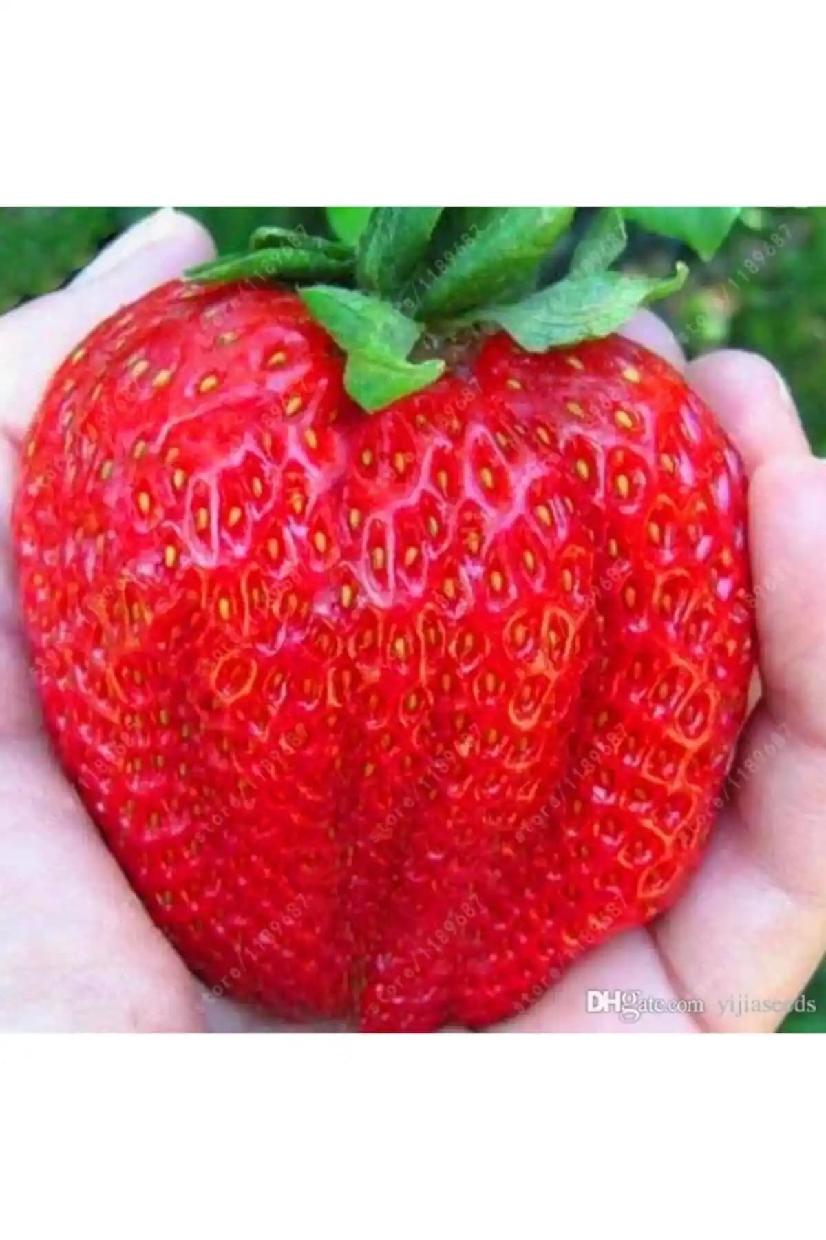 Ucuzluk Diyarı 5 Adet Camuruel Çilek Fidanı ile Sağlıklı ve Verimli Meyve Yetiştiriciliği