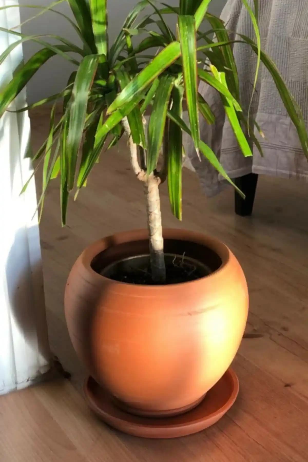 Woosen El Yapımı Doğal Seramik Saksı ile Dekorasyonunuza Şık ve Fonksiyonel Dokunuşlar