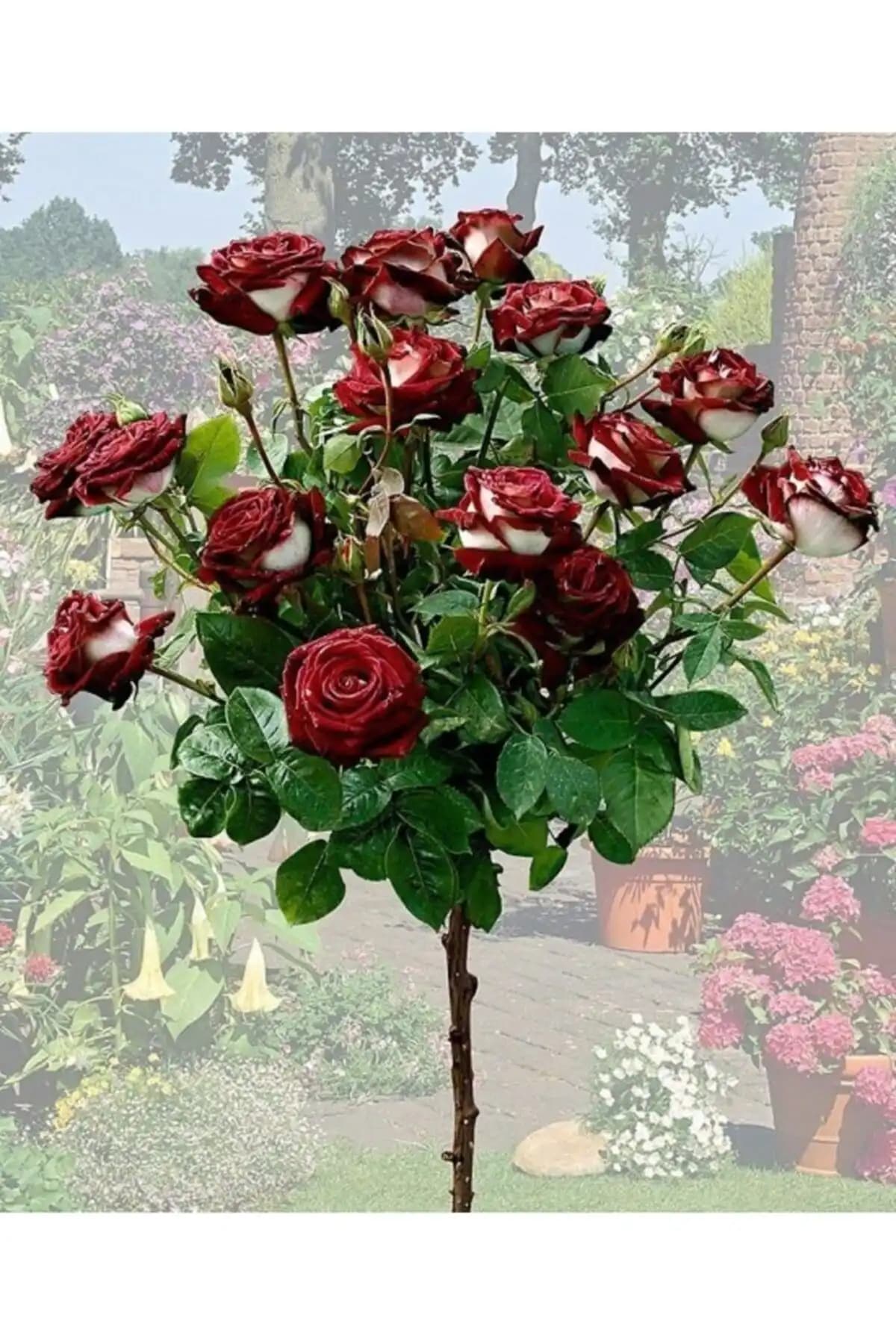 Yayla Tarım Bordo Beyaz Renk Gül Fidanı Seti 2 Yaş 35 cm Açık Kök Bahçe Dekorasyonu