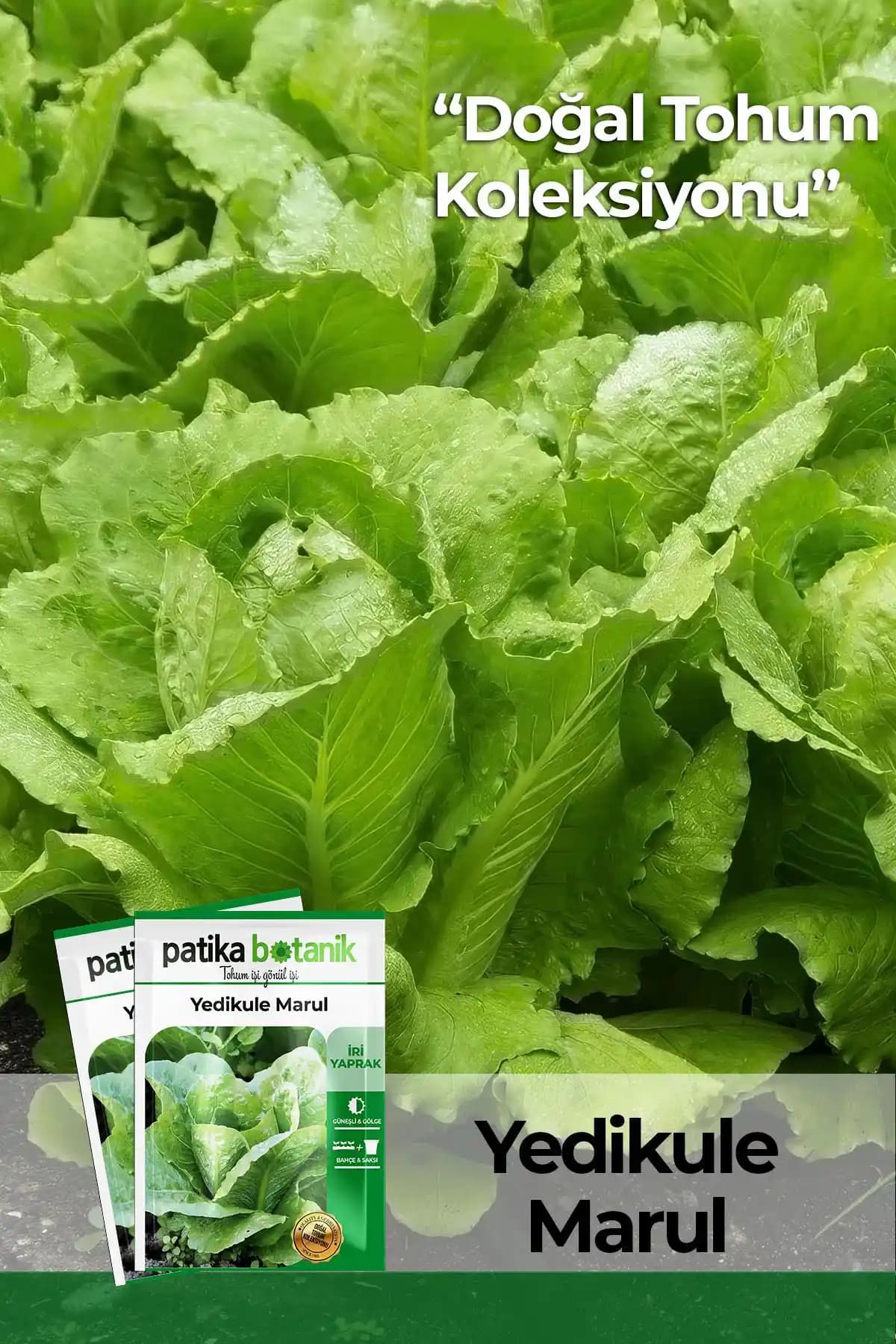 Yedikule Marul Tohumu 2.000 Adet: Organik ve Verimli Sebze Yetiştiriciliği İçin Uygun