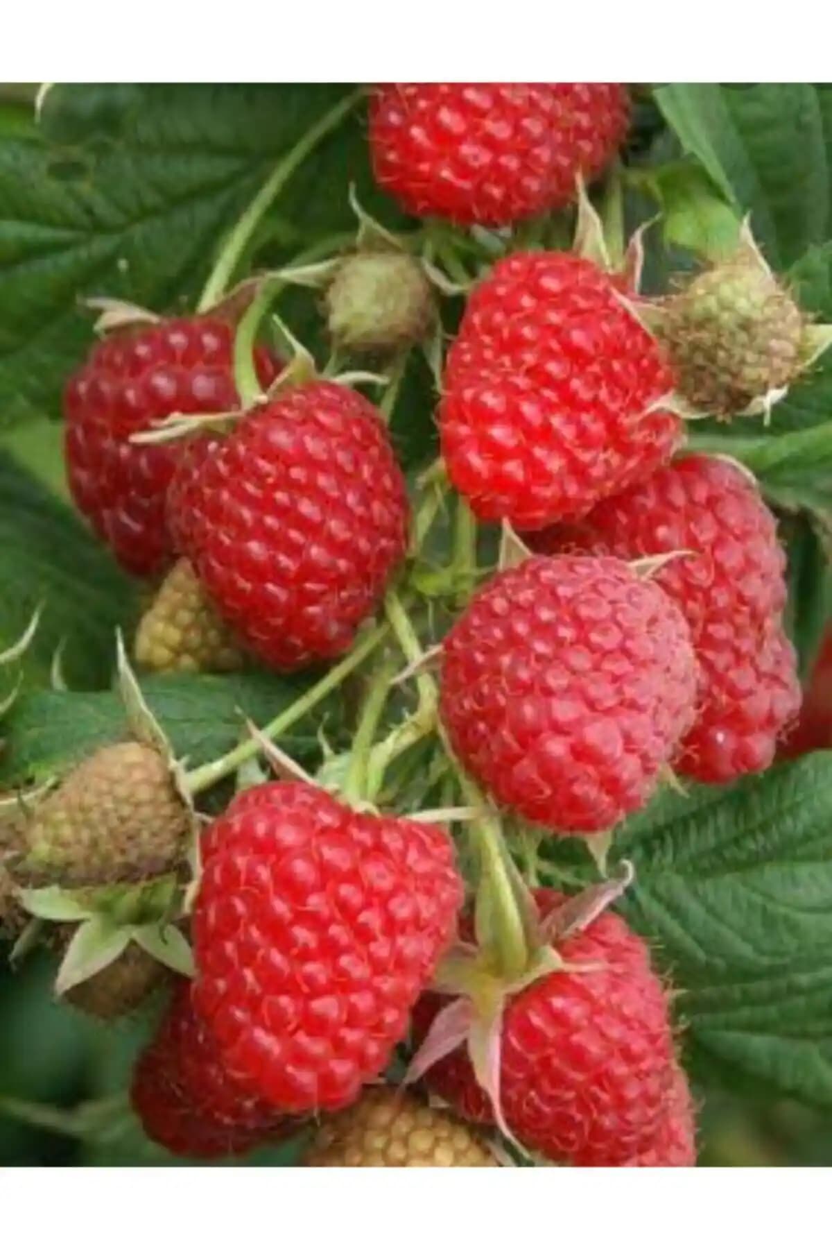 Yediveren Ahududu Fidanı: Doğal Güzellik ve Verimlilik Sunan Bahçe Bitkisi