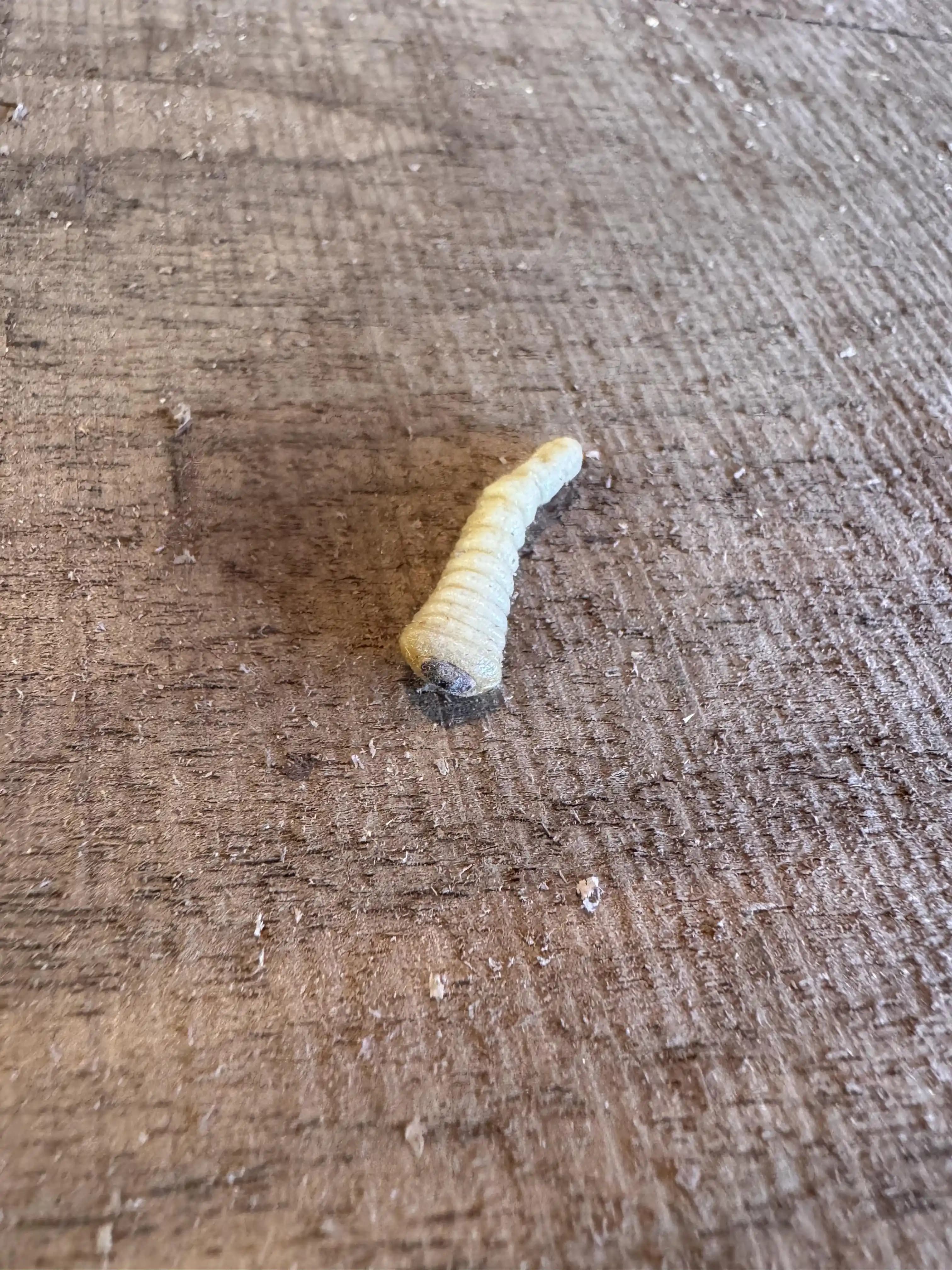 Ceviz Ağacı Levhasında Larva ve Ahşap Kurdu Sorunları ile Kurutma Teknikleri