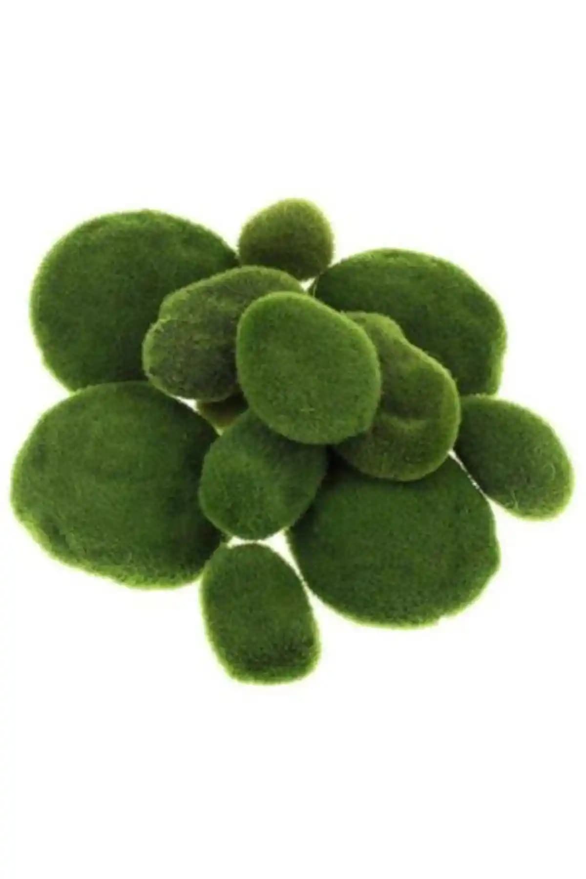 Rüzgar Çiçekcilik Kaya Yosunu ile Doğal ve Estetik Dekorasyon Fırsatları