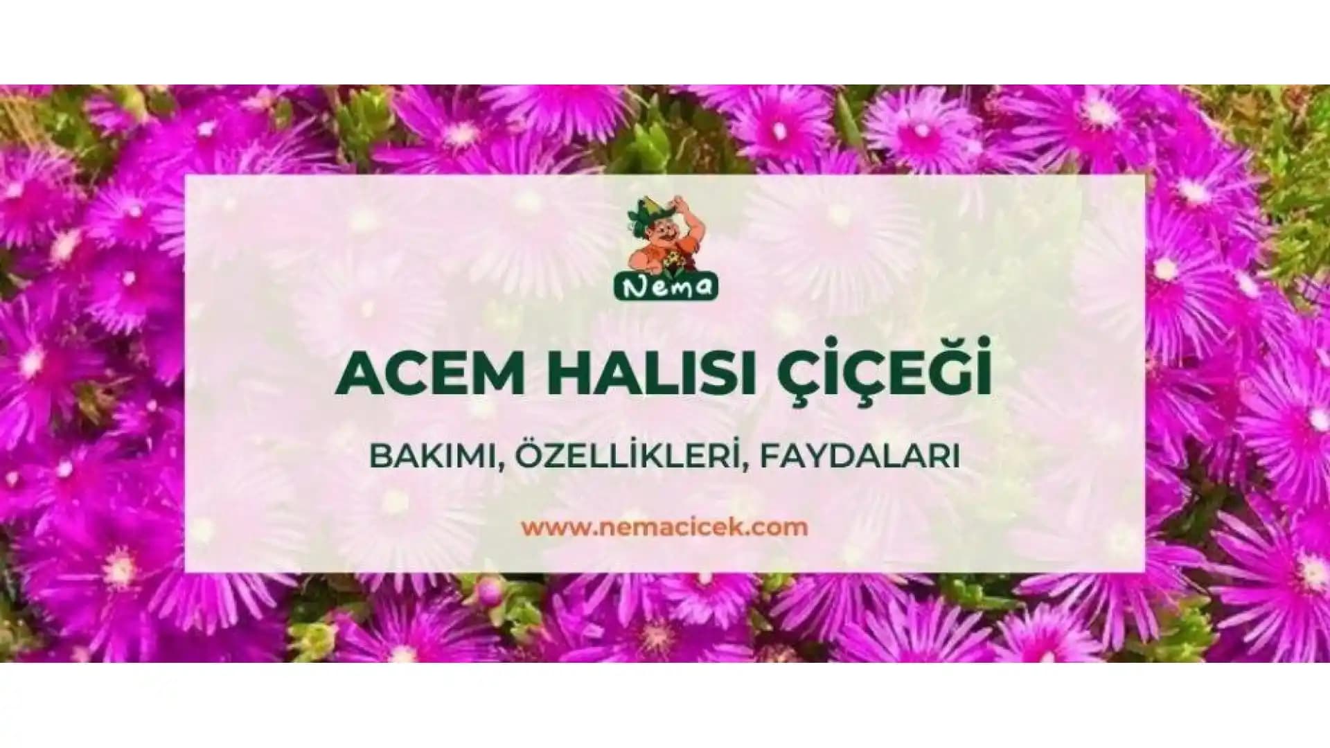Acem Halısı: Geleneksel El Dokuması ve Estetik Özellikleriyle Dekorasyonda Öne Çıkan Parça