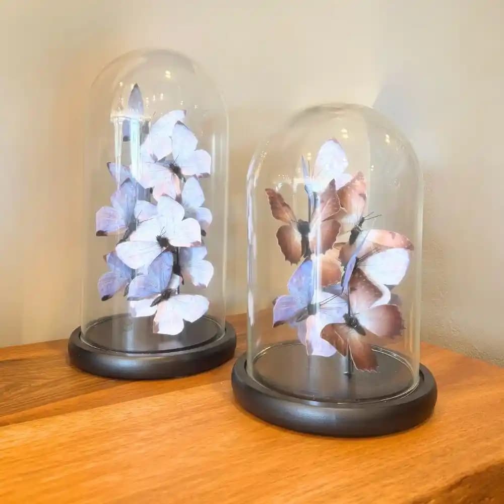 Cam Fanus Dekor: Şeffaf Zarafetin Estetik ve Fonksiyonel Kullanımı