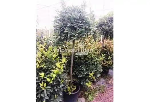 Defne Ağacı Çeşitleri ve Özellikleri: Kullanım Alanları ve Bitki Bilgileri