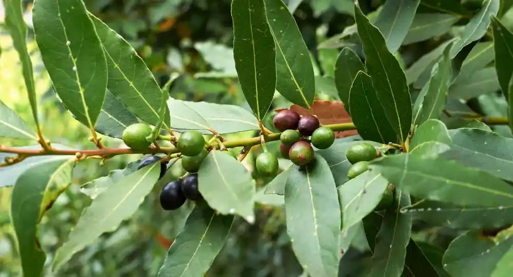 Defne Ağacının Anlamı ve Dekorasyondaki Yeri: Sembolizmden İç Mekan Tasarımına
