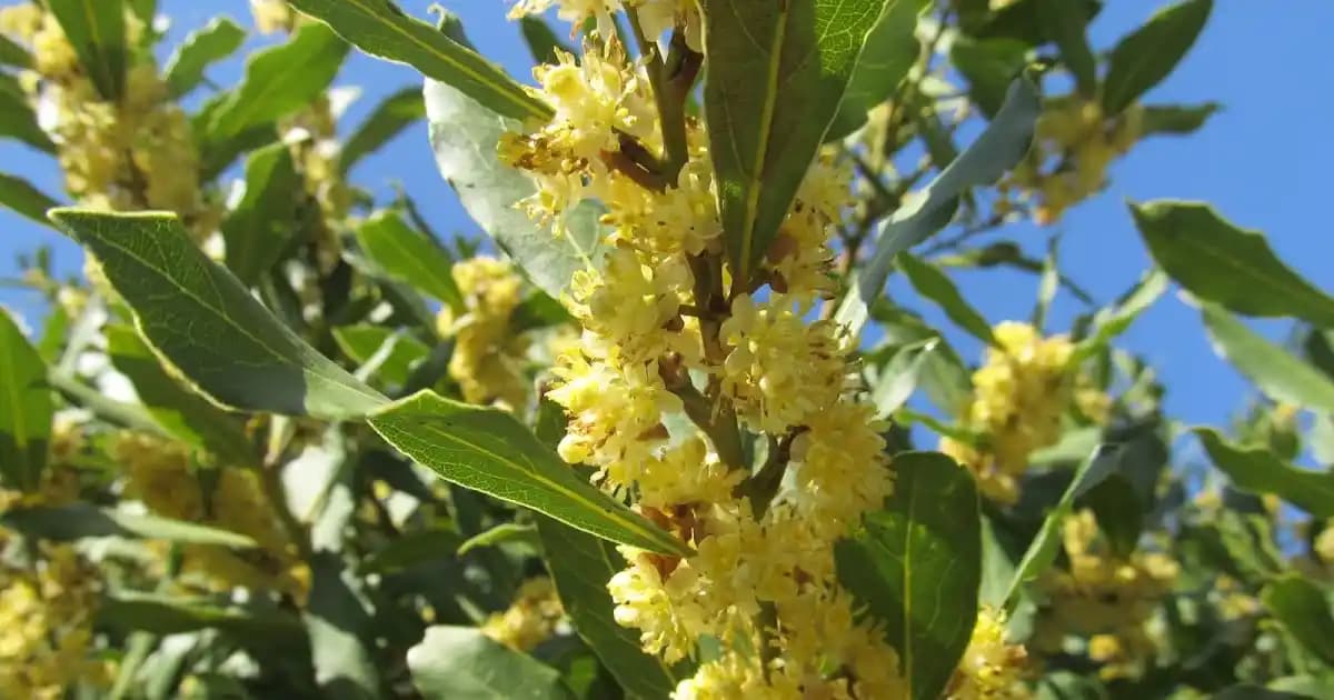 Dişi Defne Ağacı: Bahçe ve İç Mekan Dekorasyonunda Doğal Şıklık ve Bakım İpuçları