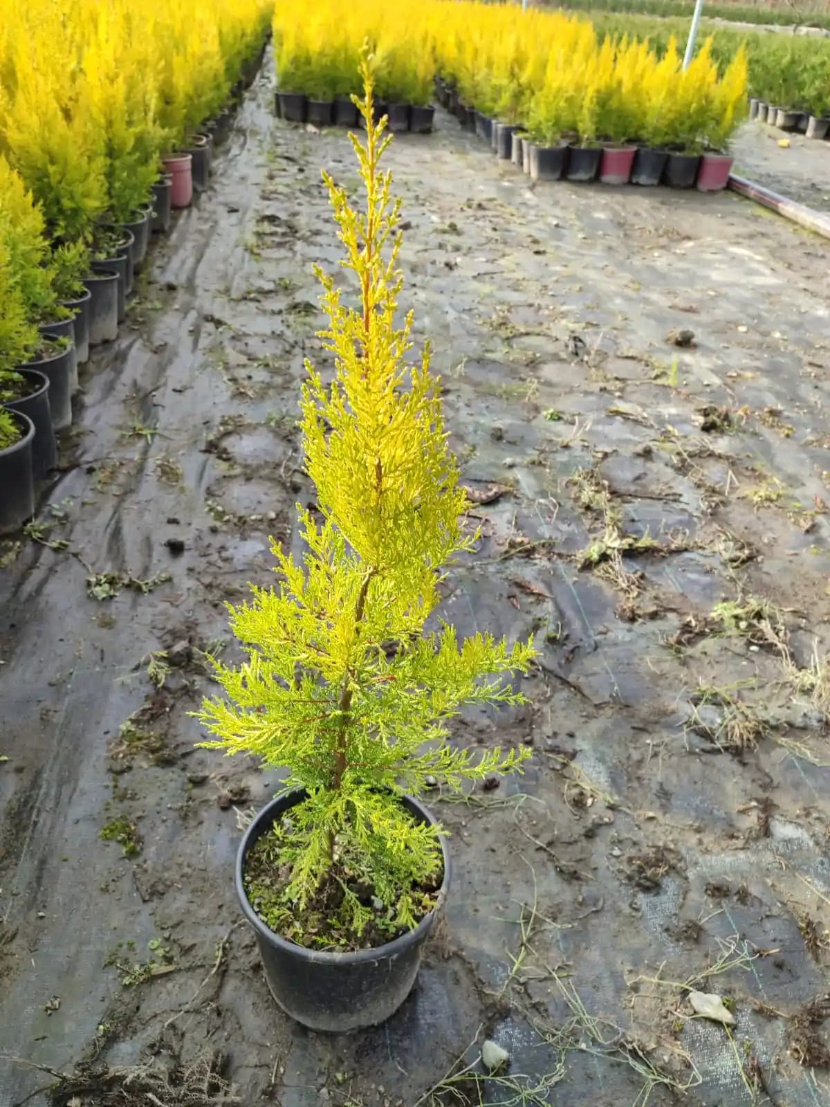 Limon Servi Duvar: Modern İç Mekanlarda Estetik ve Dayanıklılık Sağlayan Dekoratif Seçenekler