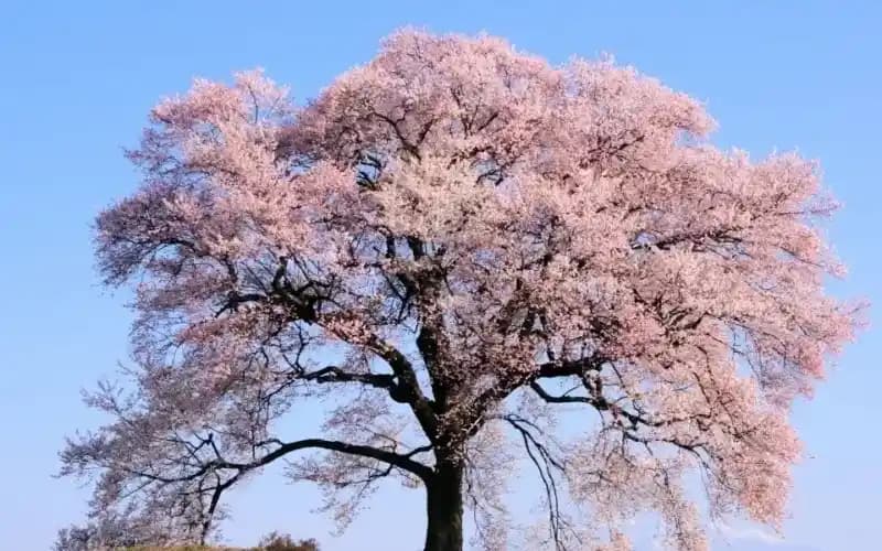 Ağaç Çiçekleri ile Dekorasyonda Doğal Estetik ve Süsleme Yöntemleri