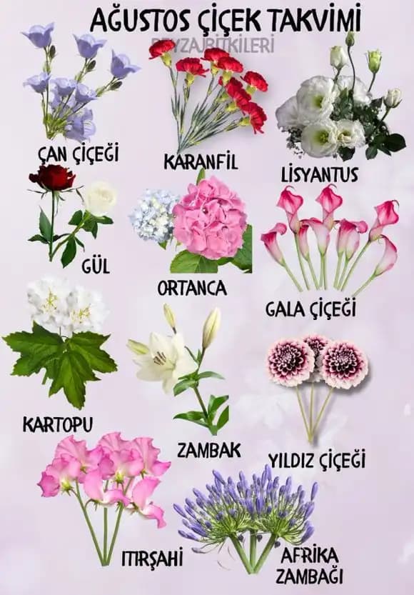 Anlamlı Çiçek İsimleri ve Sembolik Anlamlarıyla Dekorasyon İpuçları