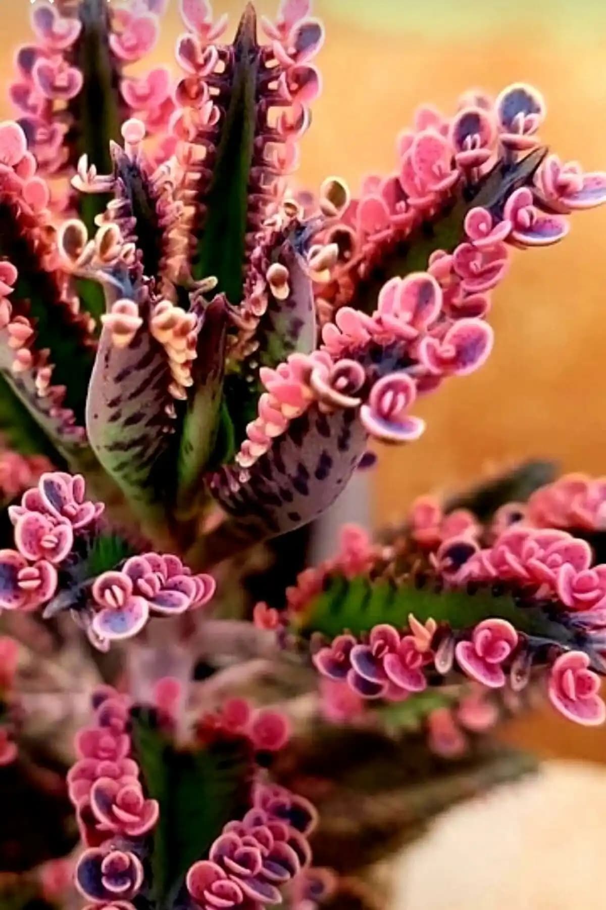 Aşk Çiçeği ile Dekorasyonda Sevgi ve Estetiğin Buluşması