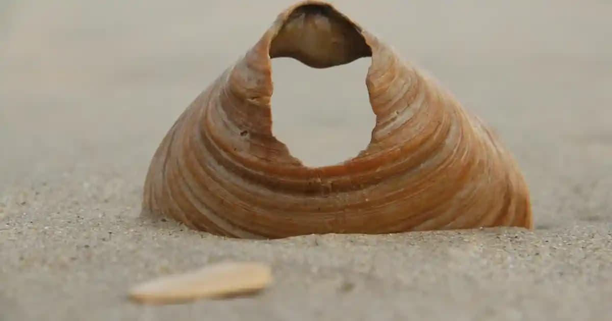 Bellona Ortopedik Yastık ile Dekorasyon ve Konforu Bir Arada Sağlayın