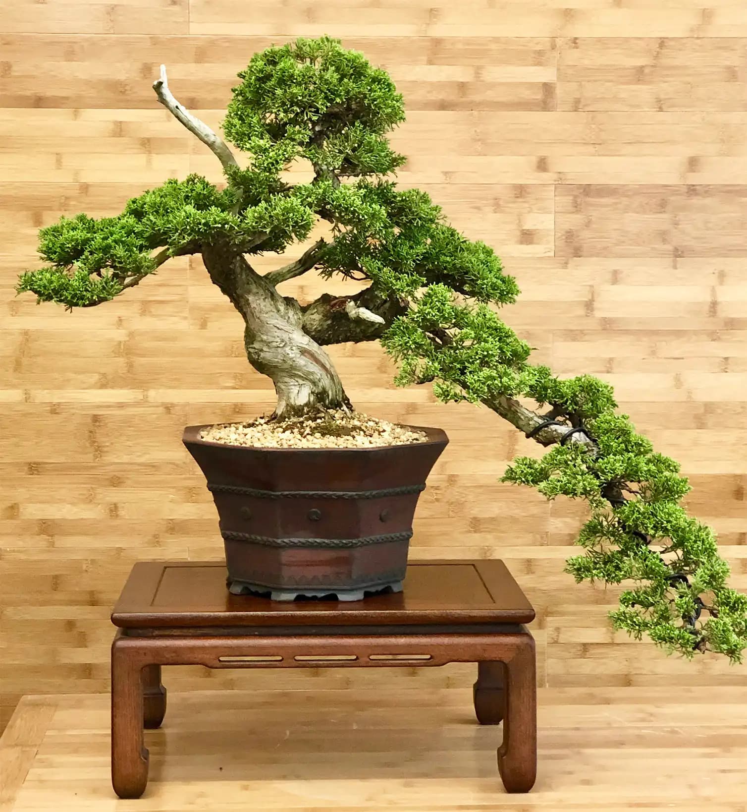 Bonsai ile Dekorasyonda Zarafet ve Doğallığın Buluşması: Modern İç Mekanlar İçin Rehber