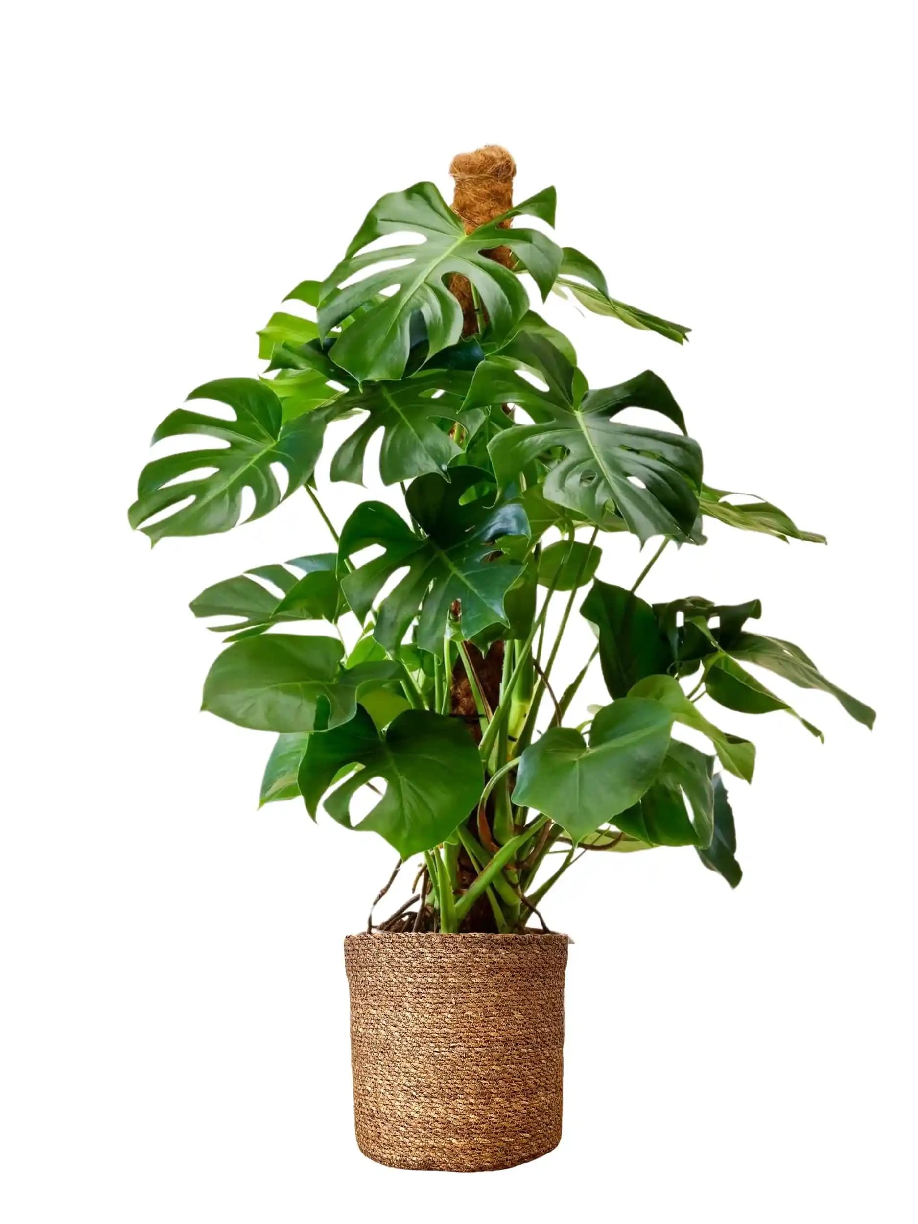 Deve Çiçeği ile Modern ve Doğal İç Mekân Dekorasyonu İçin İpuçları