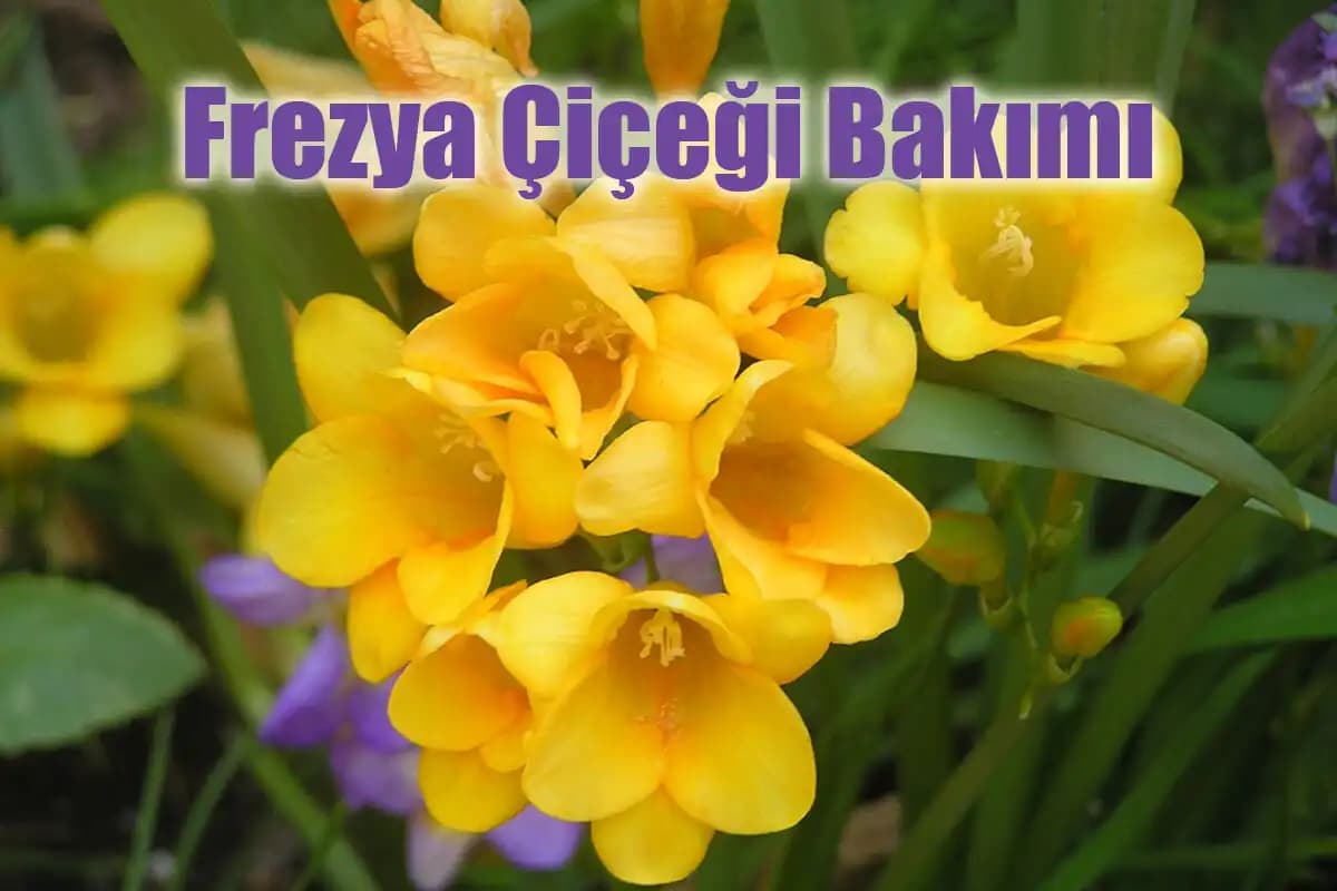 Frezya Çiçeği ile Dekorasyonda Zarafetin Simgesi ve Yaratıcı Kullanım İpuçları