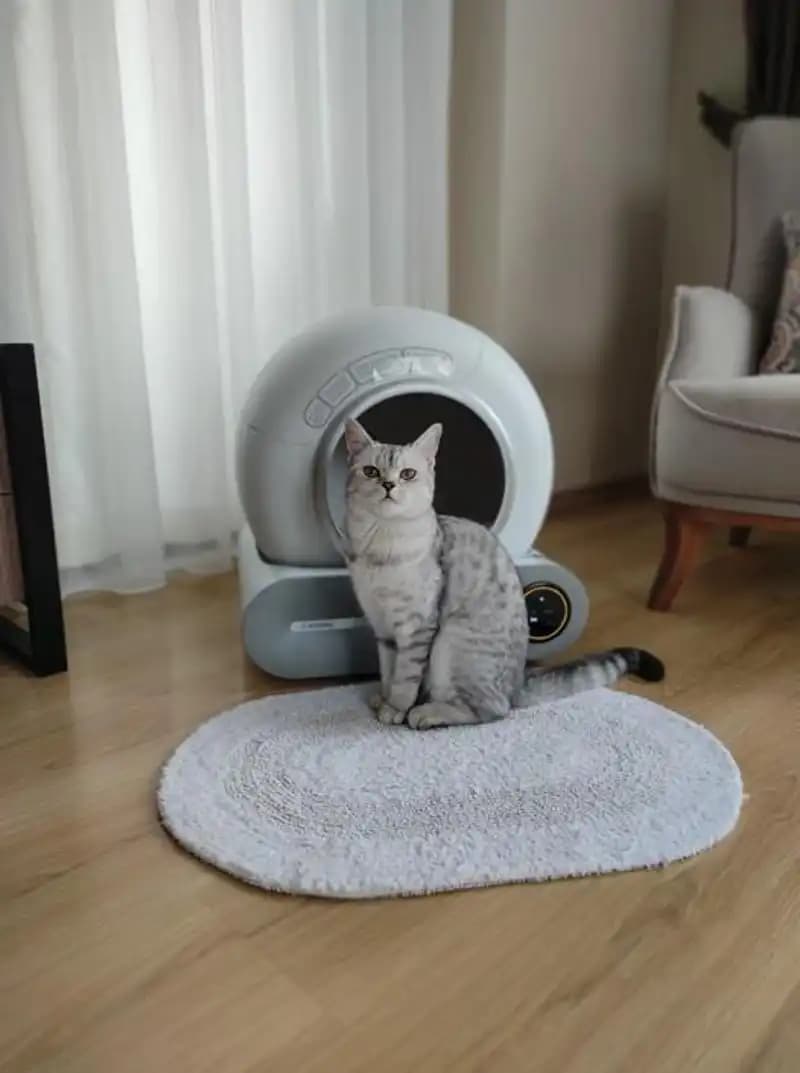 Kedi Kumu Kabı Seçenekleri ve Dekorasyonla Uyumlu Modeller Hakkında Rehber
