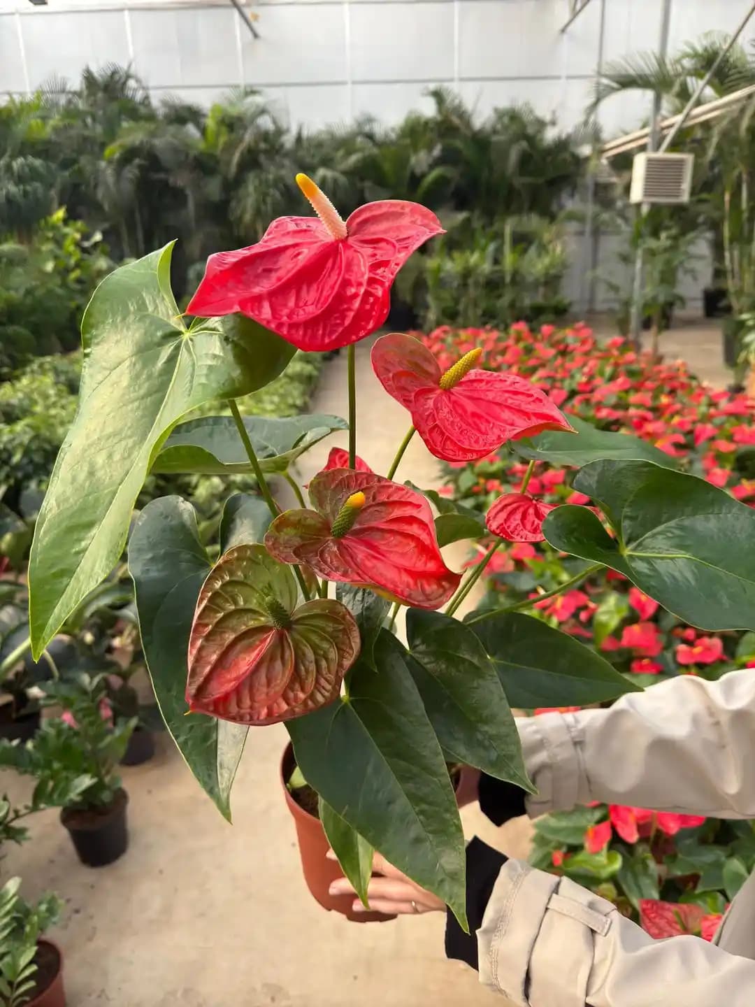 Kırmızı Antoryum ile Dekorasyonda Şıklık ve Canlılık Sağlayan Yöntemler