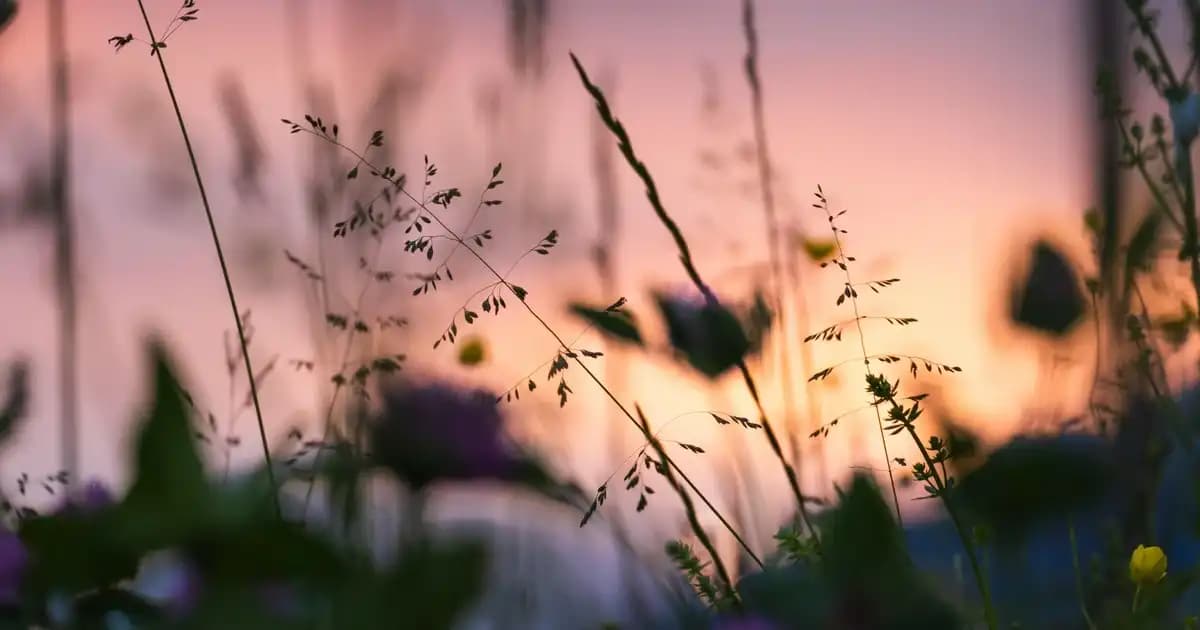 Kuzgun Kılıcı Çiçeği ile Dekorasyonda Gizemli ve Çarpıcı Atmosfer Yaratma Rehberi
