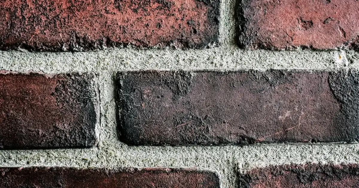 Marginata Bitkisi ile İç Mekanlarda Zarafet ve Doğallık Yaratma Rehberi