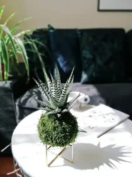 Bakımı Kolay Dekoratif Bitkiler: Estetik ve Pratik İçin En İyi Seçenekler