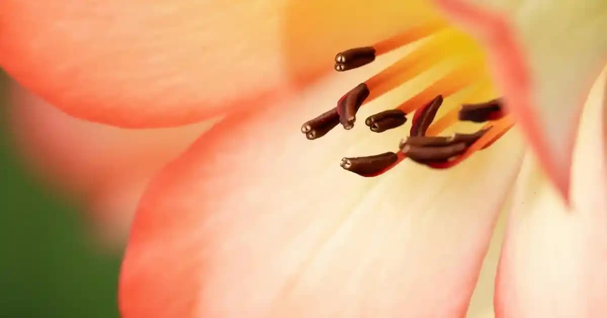 Bambu Havluların Ev Dekorasyonundaki Yeri ve Sürdürülebilirlik Avantajları