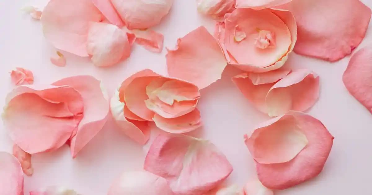 Borcam ile Ev Dekorasyonunda Şıklık ve Fonksiyonellik Sağlayan Çözümler