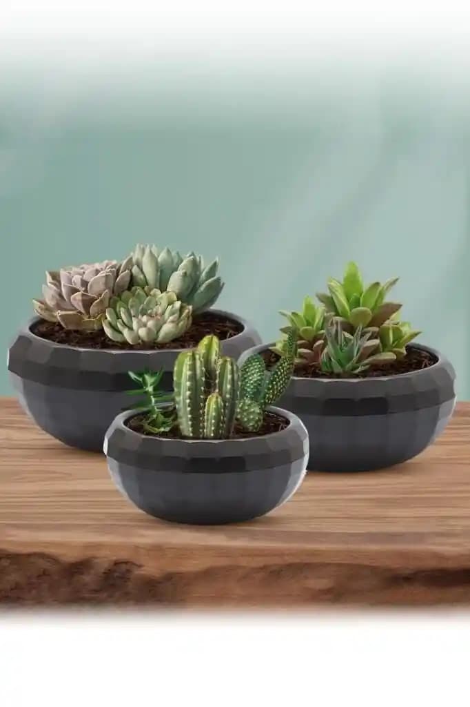 Dayanıklı Kaktüs ve Sukulent Saksılarıyla Dekorasyonunuzu Geliştirin
