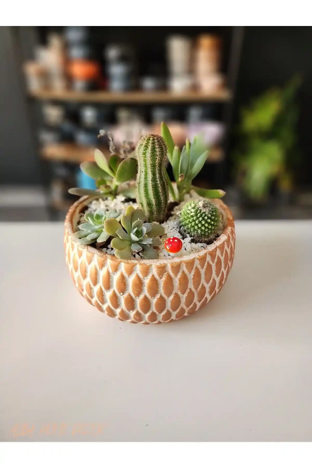 Dayanıklı ve Estetik Sukulent Saksısı Seçimi: Malzeme ve Tasarım İpuçlarıyla Dekorasyonunuza Değer Katın