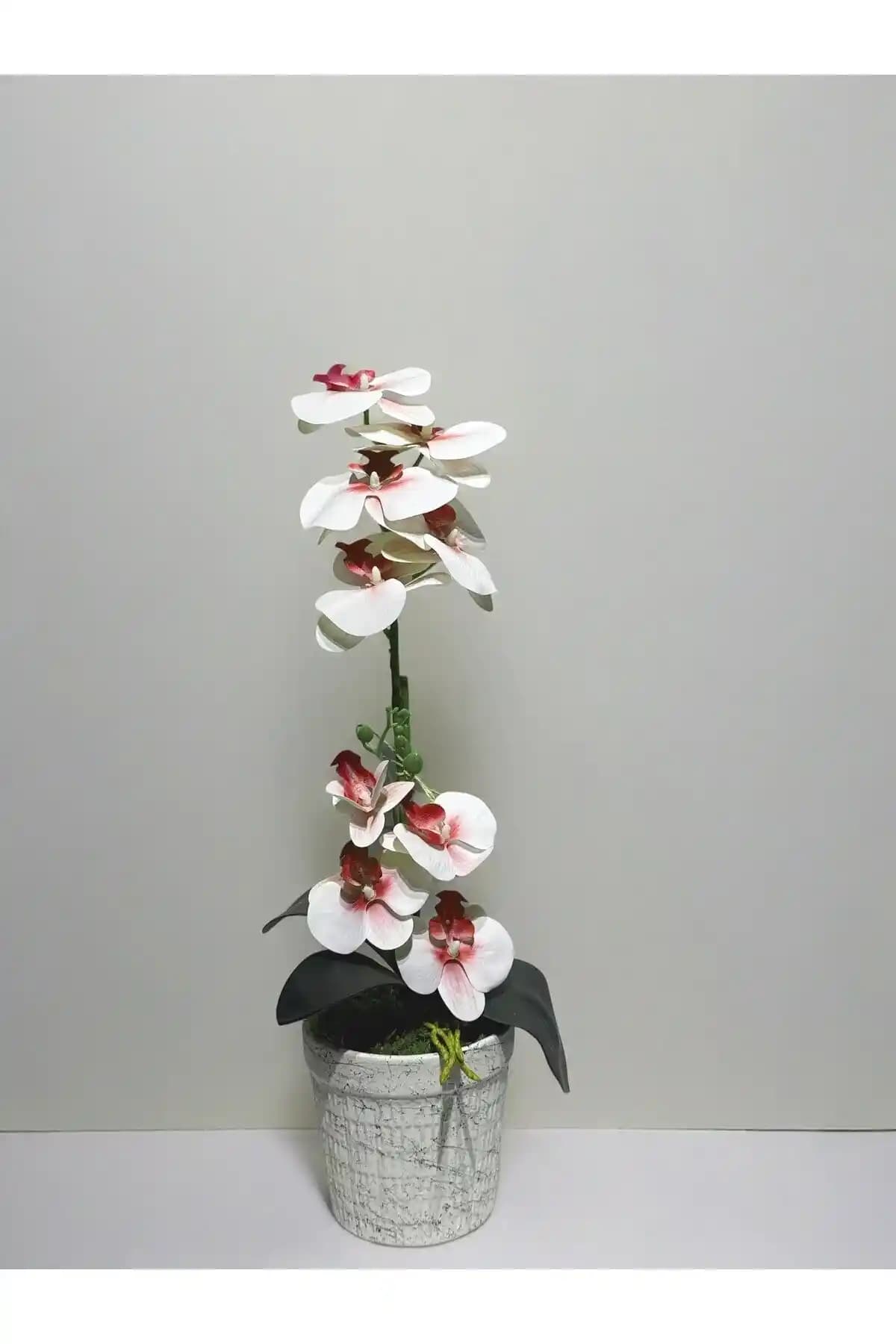 İç Mekan Dekorasyonunda Orkide Kullanımı ve Estetik Katkıları