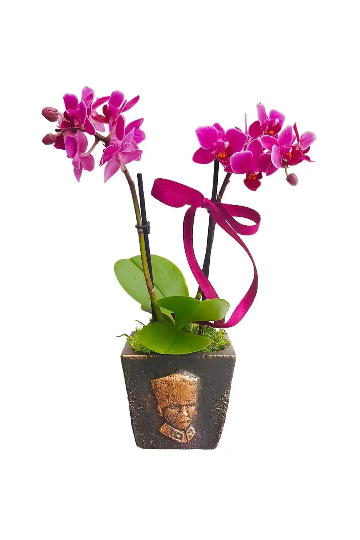 İç Mekan Dekorasyonunda Orkide Yerine Kullanılabilecek En İyi Alternatifler ve Dekorasyon İpuçları