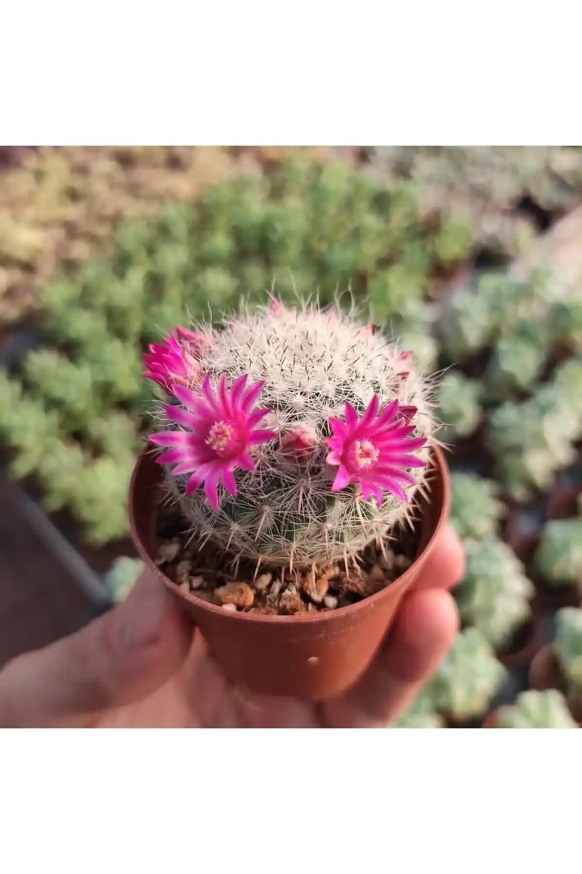 Kaktüs ve Pembe Çiçekler: Dekorasyonda Egzotik ve Renkli Bir Dokunuşun Yolları